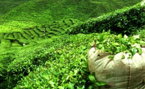 GOODS AND SERVICES TAX Impact on Tea industry